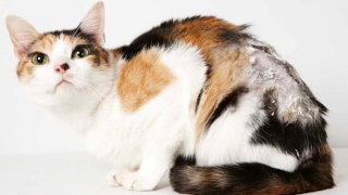 Illustration for article titled Adorable Adoptable Animals in Accessories Will Make Your Eyes Leak
